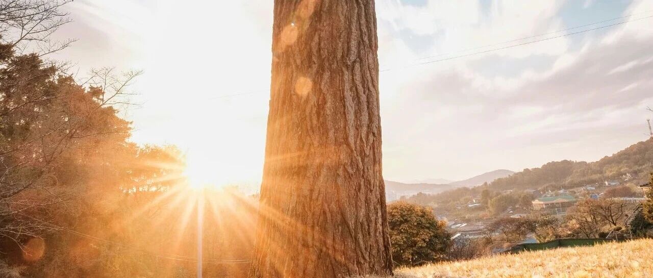 避险网获评郑商所2025年“特色型”产融基地称号